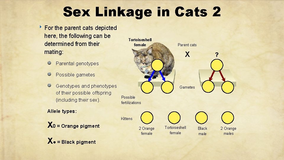 Sex Linkage in Cats 2 ‣ For the parent cats depicted here, the following
