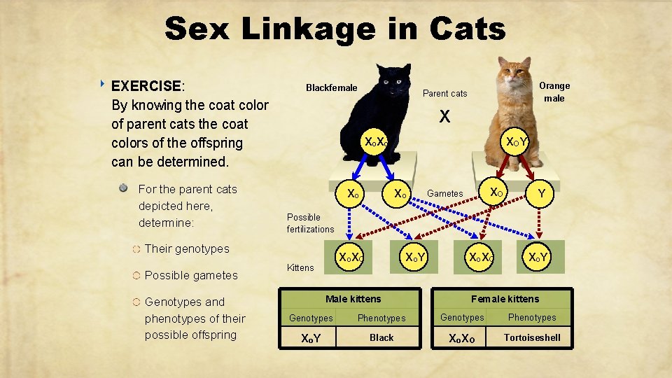 Sex Linkage in Cats ‣ EXERCISE: Blackfemale By knowing the coat color of parent