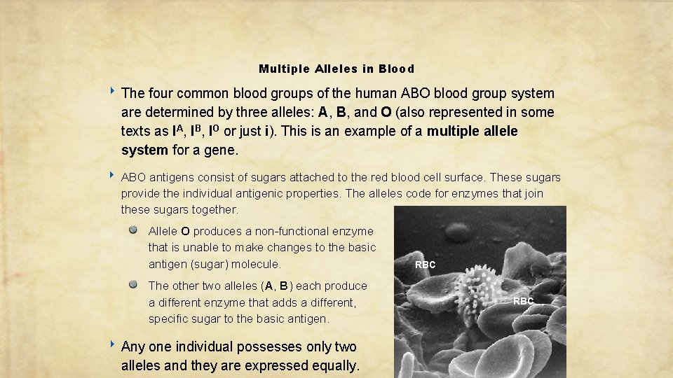 Multiple Alleles in Blood ‣ The four common blood groups of the human ABO