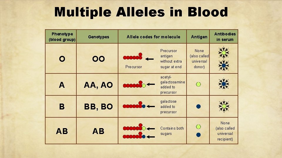 Multiple Alleles in Blood Phenotype (blood group) O Genotypes Allele codes for molecule OO