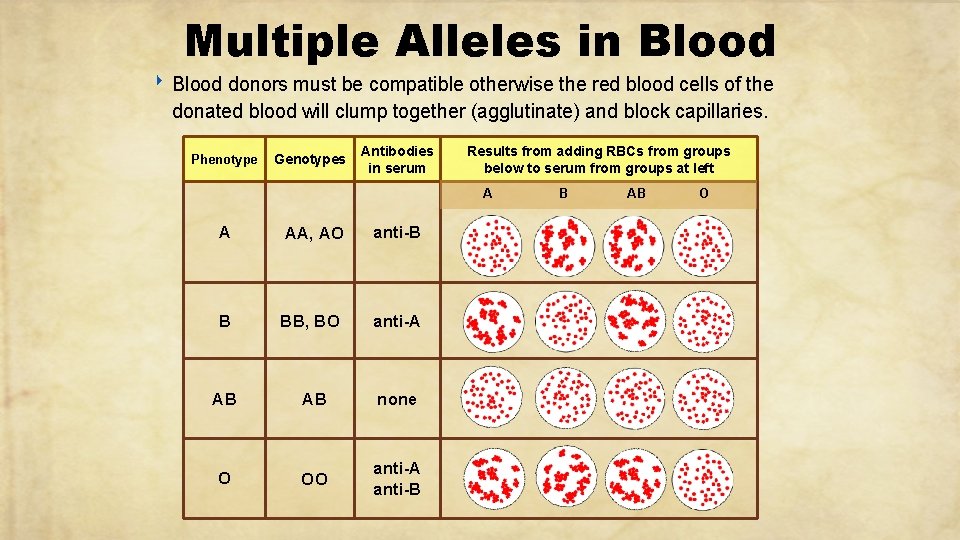 Multiple Alleles in Blood ‣ Blood donors must be compatible otherwise the red blood