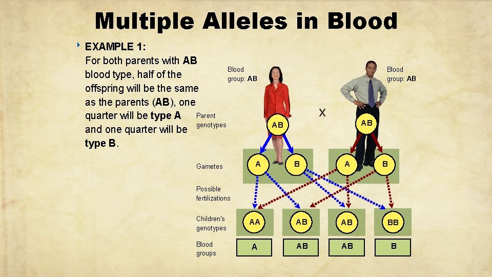 Multiple Alleles in Blood ‣ EXAMPLE 1: For both parents with AB Blood blood