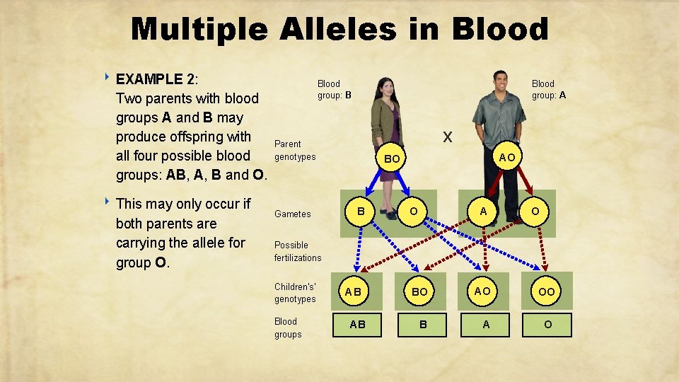 Multiple Alleles in Blood ‣ EXAMPLE 2: Two parents with blood groups A and