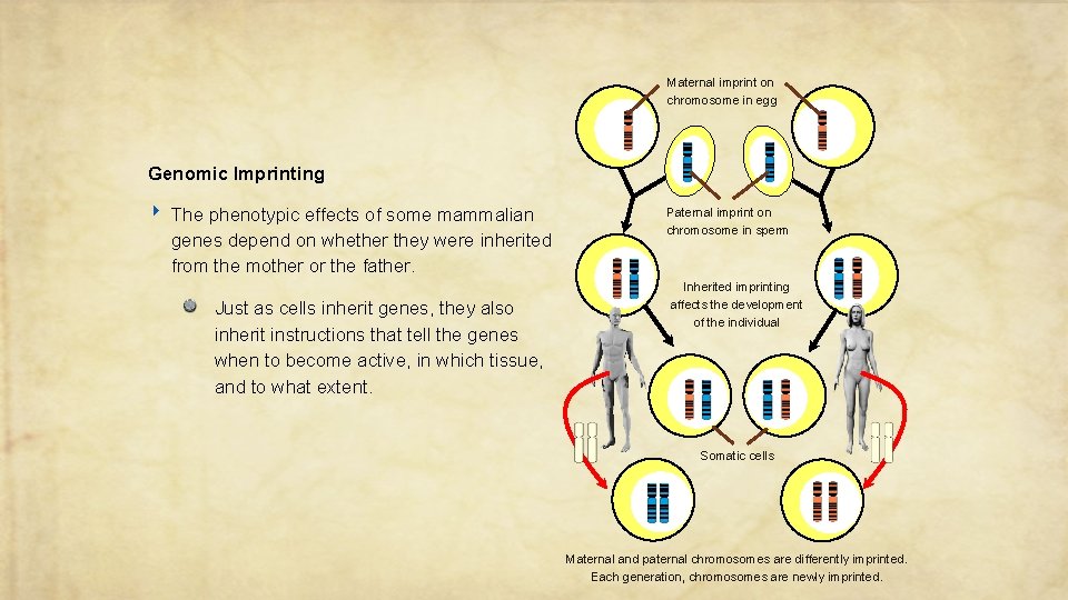 Maternal imprint on chromosome in egg Genomic Imprinting ‣ The phenotypic effects of some