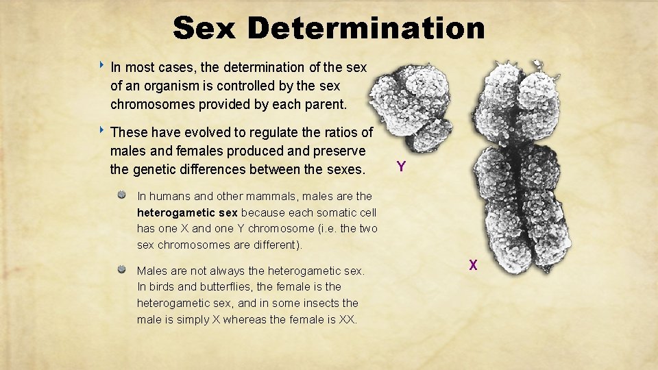 Sex Determination ‣ In most cases, the determination of the sex of an organism