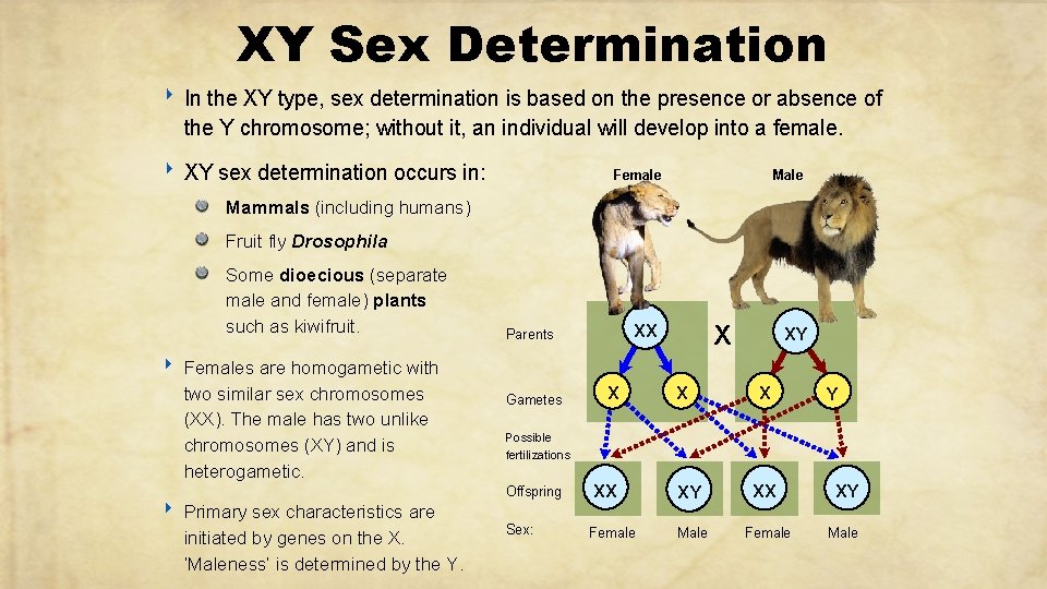 XY Sex Determination ‣ In the XY type, sex determination is based on the
