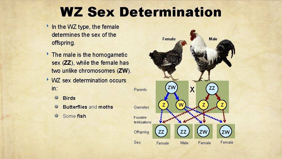 WZ Sex Determination ‣ In the WZ type, the female determines the sex of