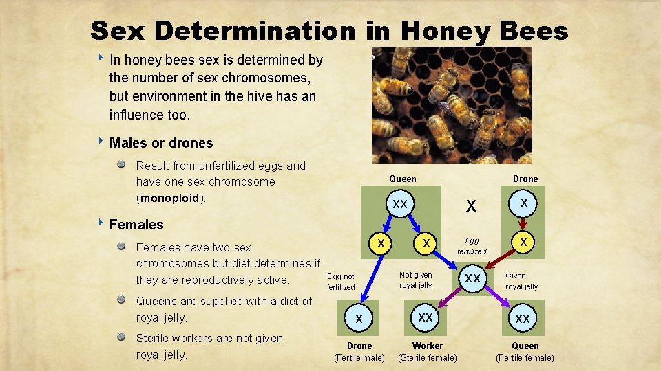 Sex Determination in Honey Bees ‣ In honey bees sex is determined by the