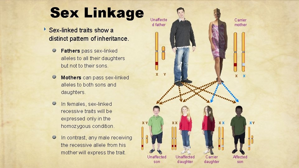 Sex Linkage Unaffecte d father ‣ Sex-linked traits show a Carrier mother distinct pattern