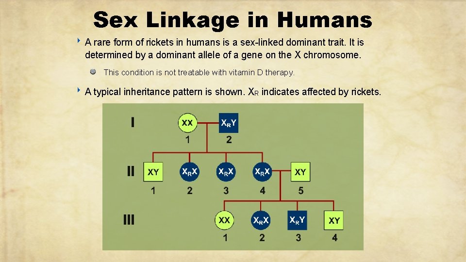 Sex Linkage in Humans ‣ A rare form of rickets in humans is a