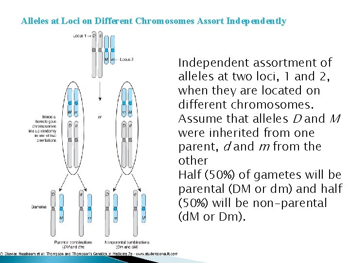 Alleles at Loci on Different Chromosomes Assort Independently Independent assortment of alleles at two