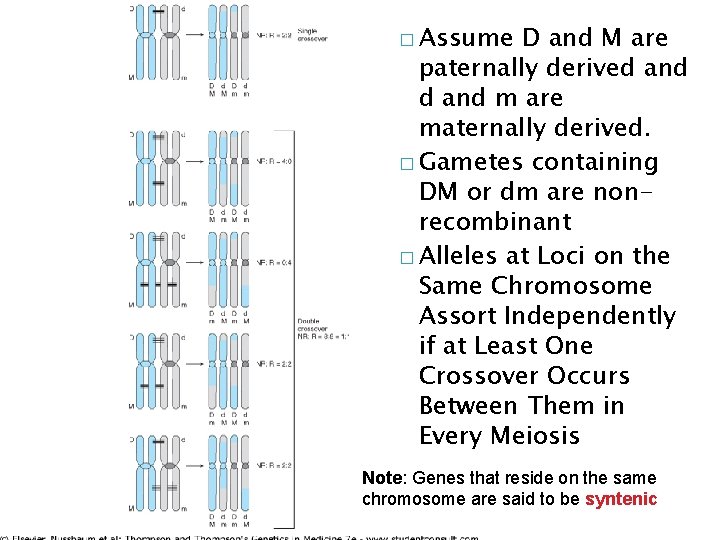 � Assume D and M are paternally derived and m are maternally derived. � � Assume D and M are paternally derived and m are maternally derived. �