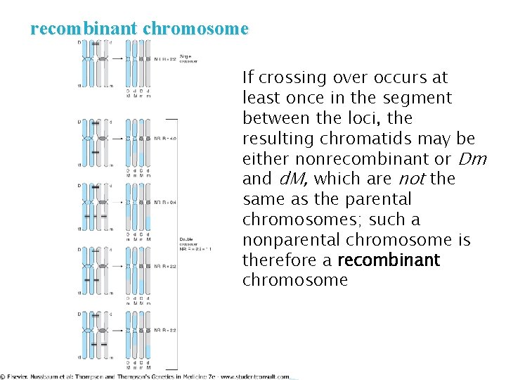 recombinant chromosome If crossing over occurs at least once in the segment between the recombinant chromosome If crossing over occurs at least once in the segment between the
