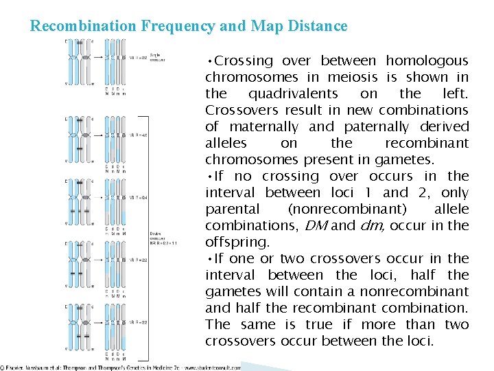 Recombination Frequency and Map Distance • Crossing over between homologous chromosomes in meiosis is