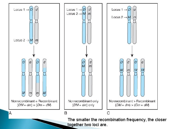 The smaller the recombination frequency, the closer together two loci are. The smaller the recombination frequency, the closer together two loci are.