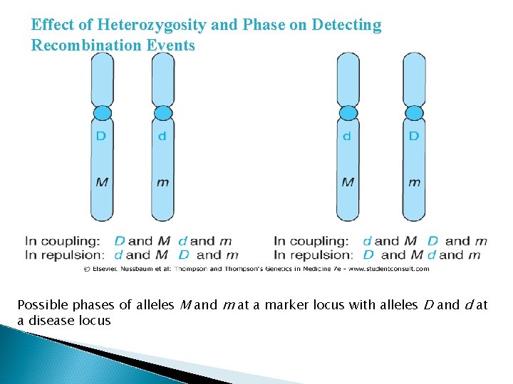 Effect of Heterozygosity and Phase on Detecting Recombination Events Possible phases of alleles M