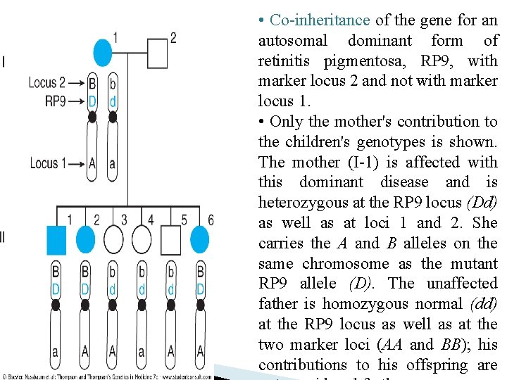 • Co-inheritance of the gene for an autosomal dominant form of retinitis pigmentosa, • Co-inheritance of the gene for an autosomal dominant form of retinitis pigmentosa,