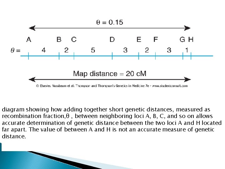 diagram showing how adding together short genetic distances, measured as recombination fraction, θ , diagram showing how adding together short genetic distances, measured as recombination fraction, θ ,