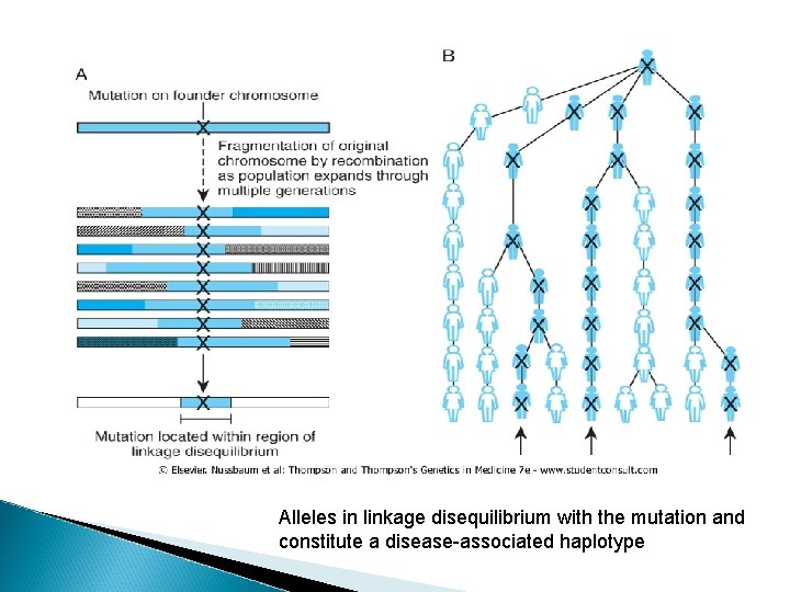 Alleles in linkage disequilibrium with the mutation and constitute a disease-associated haplotype 