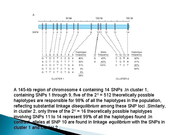 A 145 -kb region of chromosome 4 containing 14 SNPs. In cluster 1, containing A 145 -kb region of chromosome 4 containing 14 SNPs. In cluster 1, containing