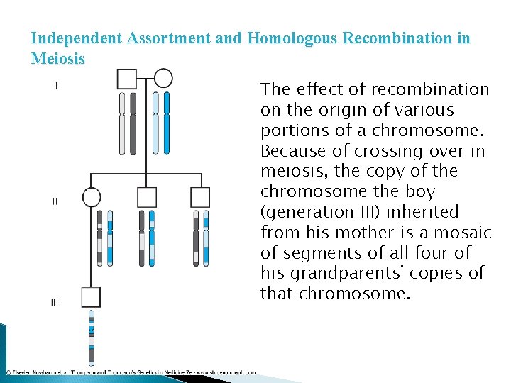 Independent Assortment and Homologous Recombination in Meiosis The effect of recombination on the origin Independent Assortment and Homologous Recombination in Meiosis The effect of recombination on the origin