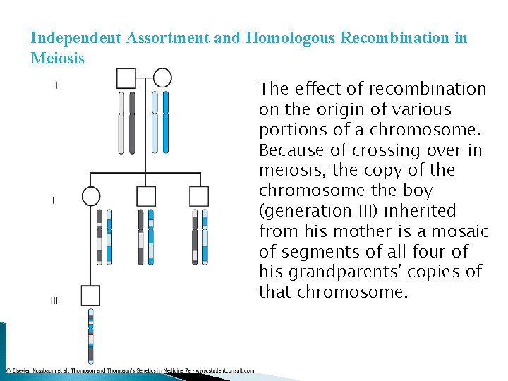 Independent Assortment and Homologous Recombination in Meiosis The effect of recombination on the origin