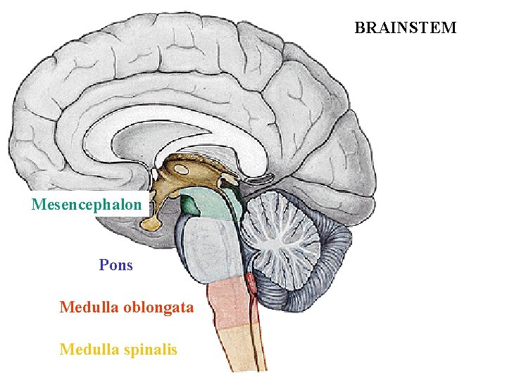 BRAINSTEM Mesencephalon Pons Medulla oblongata Medulla spinalis 