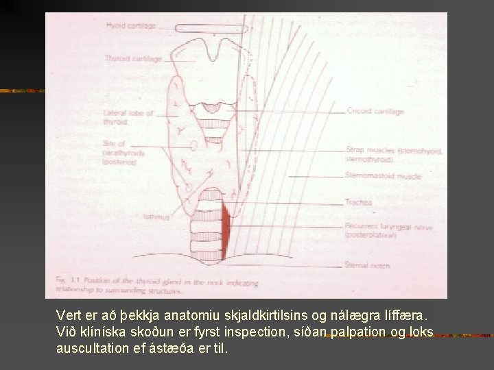 Vert er að þekkja anatomiu skjaldkirtilsins og nálægra líffæra. Við klíníska skoðun er fyrst