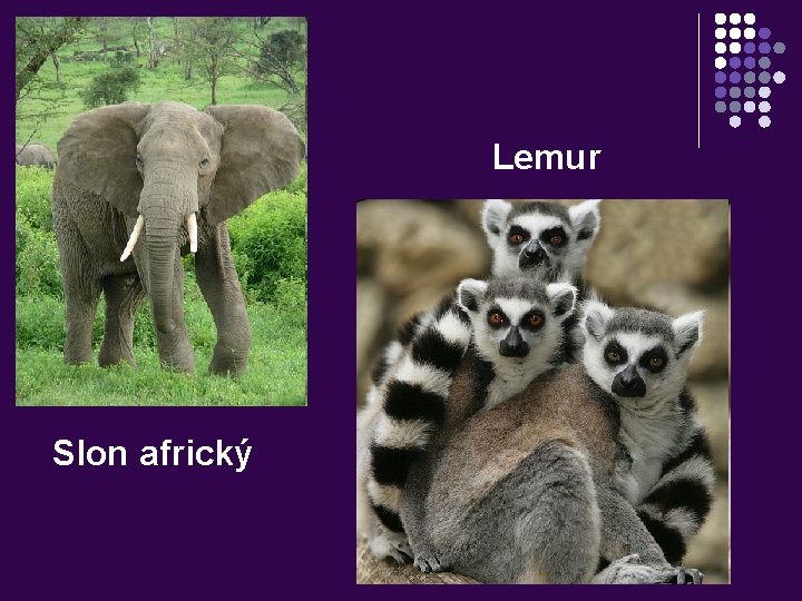 Lemur Slon africký 