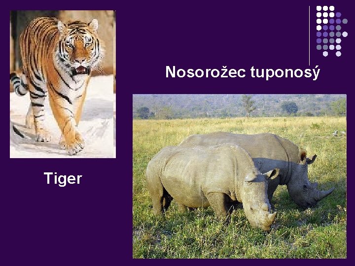 Nosorožec tuponosý Tiger 