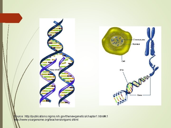 Source : http: //publications. nigms. nih. gov/thenewgenetics/chapter 1. html#c 1 http: //www. yourgenome. org/teachers/origami. Source : http: //publications. nigms. nih. gov/thenewgenetics/chapter 1. html#c 1 http: //www. yourgenome. org/teachers/origami.