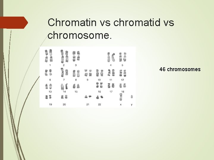 Chromatin vs chromatid vs chromosome. 46 chromosomes Chromatin vs chromatid vs chromosome. 46 chromosomes