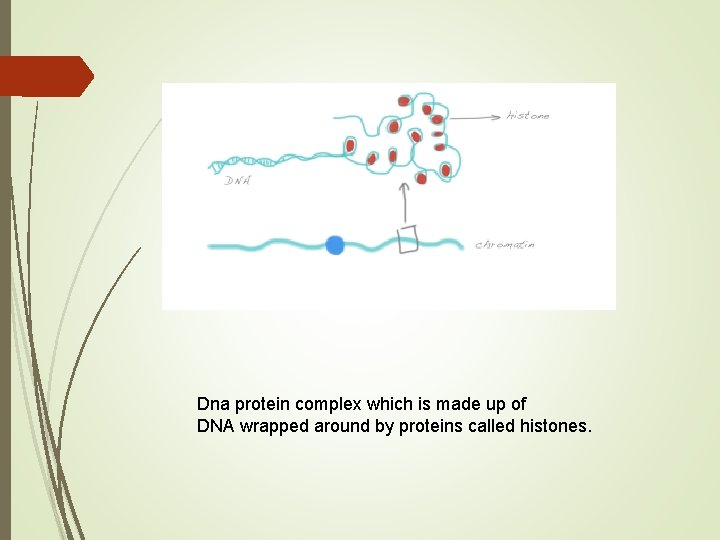 Dna protein complex which is made up of DNA wrapped around by proteins called Dna protein complex which is made up of DNA wrapped around by proteins called