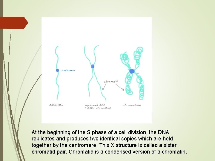 At the beginning of the S phase of a cell division, the DNA replicates At the beginning of the S phase of a cell division, the DNA replicates