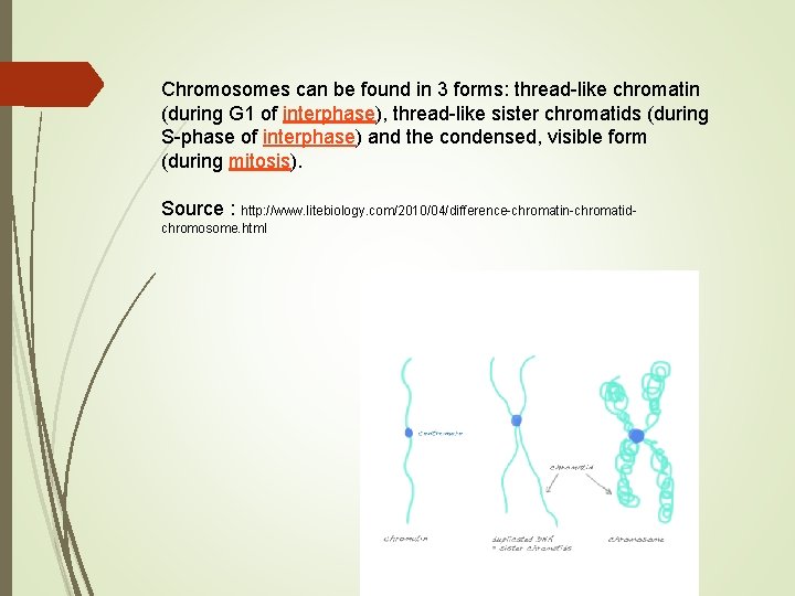 Chromosomes can be found in 3 forms: thread-like chromatin (during G 1 of interphase), Chromosomes can be found in 3 forms: thread-like chromatin (during G 1 of interphase),
