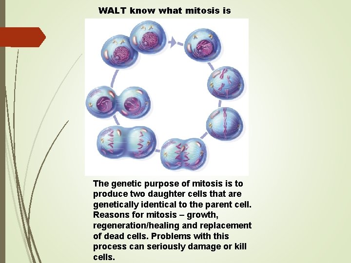 WALT know what mitosis is The genetic purpose of mitosis is to produce two WALT know what mitosis is The genetic purpose of mitosis is to produce two