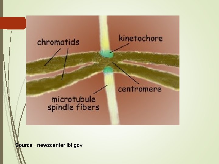 Source : newscenter. lbl. gov Source : newscenter. lbl. gov