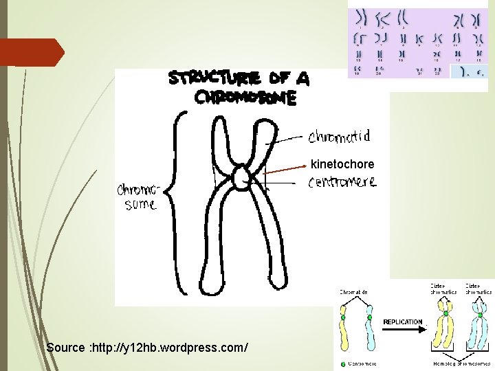 kinetochore Source : http: //y 12 hb. wordpress. com/ kinetochore Source : http: //y 12 hb. wordpress. com/