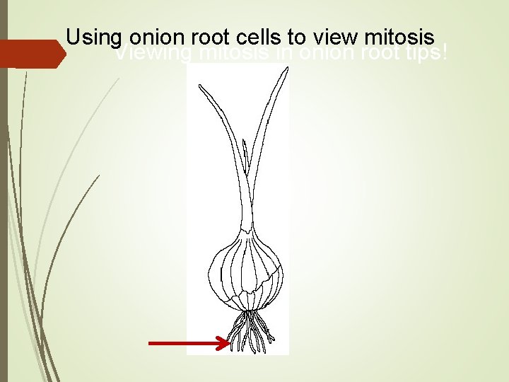 Using onion root cells to view mitosis Viewing mitosis in onion root tips! Using onion root cells to view mitosis Viewing mitosis in onion root tips!