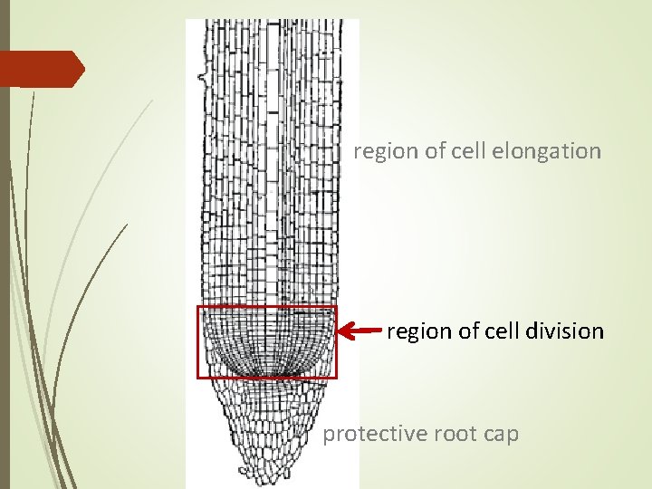 region of cell elongation region of cell division protective root cap region of cell elongation region of cell division protective root cap