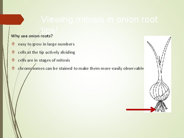 Viewing mitosis in onion root tips! Why use onion roots? easy to grow in Viewing mitosis in onion root tips! Why use onion roots? easy to grow in