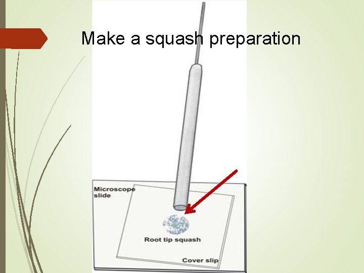 Make a squash preparation Make a squash preparation