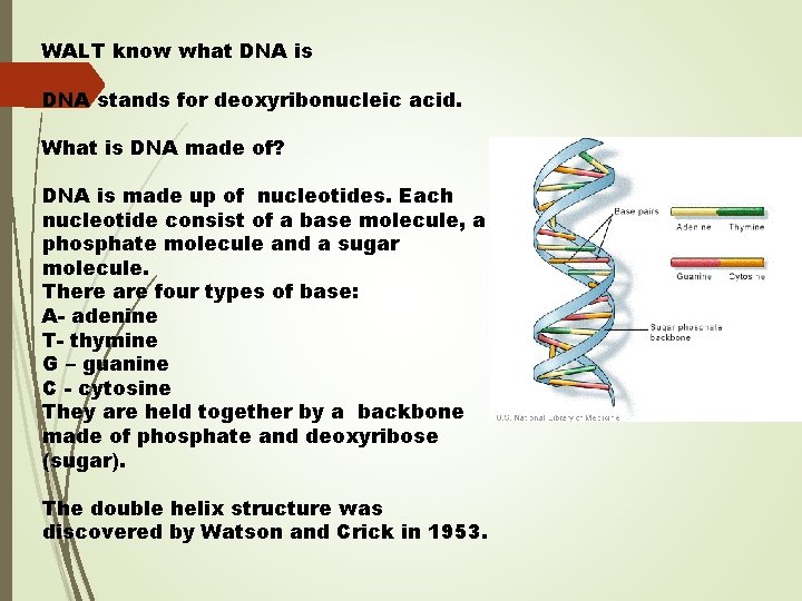 WALT know what DNA is DNA stands for deoxyribonucleic acid. What is DNA made WALT know what DNA is DNA stands for deoxyribonucleic acid. What is DNA made