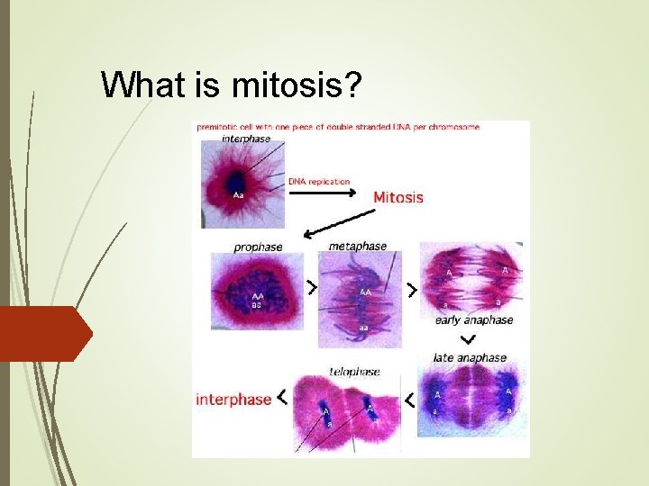 What is mitosis? What is mitosis?