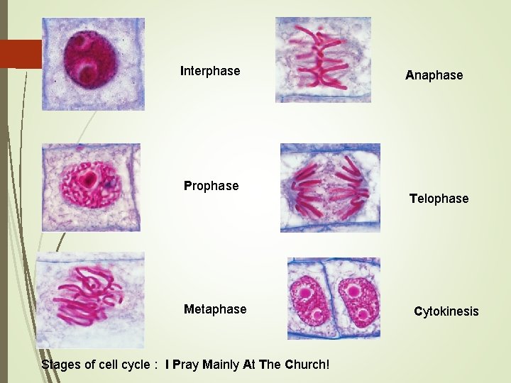 Interphase Prophase Metaphase Stages of cell cycle : I Pray Mainly At The Church! Interphase Prophase Metaphase Stages of cell cycle : I Pray Mainly At The Church!