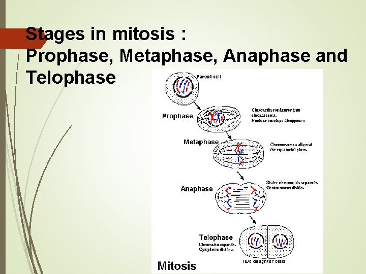 Stages in mitosis : Prophase, Metaphase, Anaphase and Telophase Stages in mitosis : Prophase, Metaphase, Anaphase and Telophase