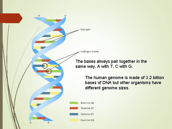 The bases always pair together in the same way, A with T, C with The bases always pair together in the same way, A with T, C with