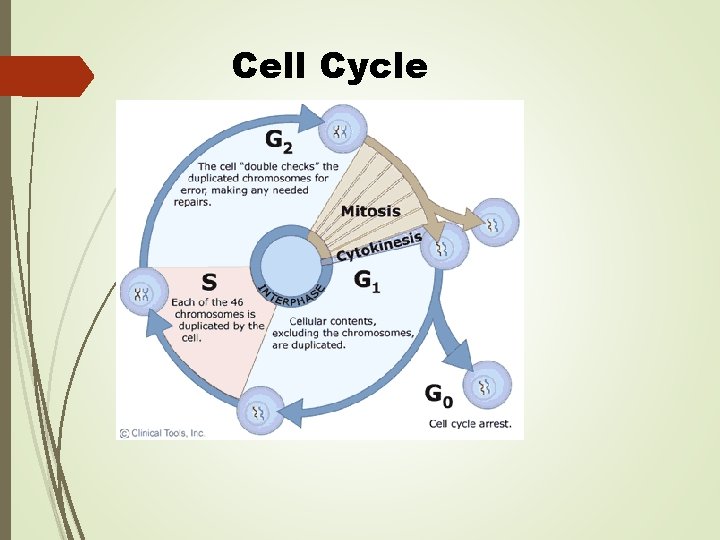 Cell Cycle Cell Cycle