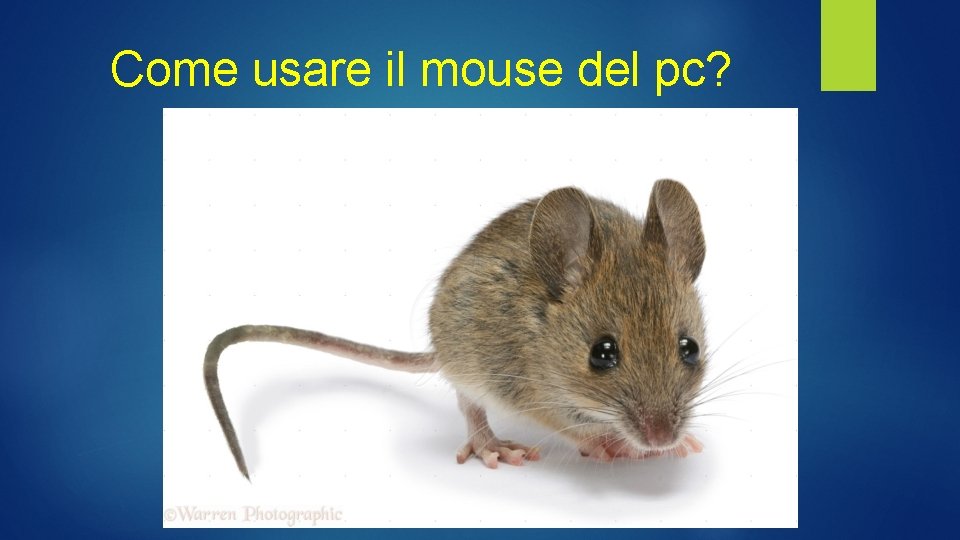 Come usare il mouse del pc? Come usare il mouse del pc?