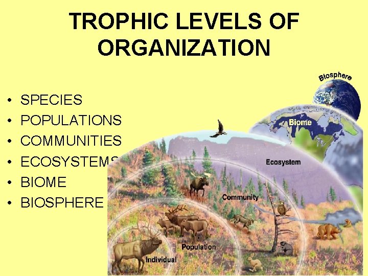 TROPHIC LEVELS OF ORGANIZATION • • • SPECIES POPULATIONS COMMUNITIES ECOSYSTEMS BIOME BIOSPHERE 
